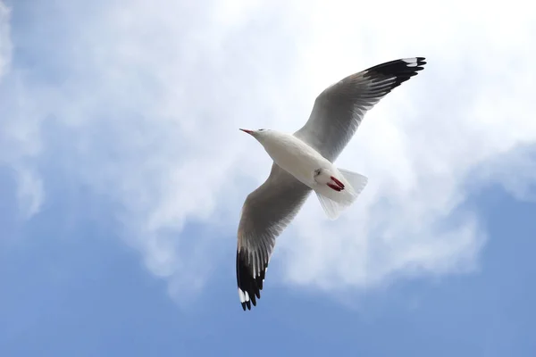 Voando Pássaro Gaivota Belo Fundo Céu — Fotografia de Stock