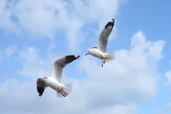 Flying Seagull Bird Beautiful Sky Background — Stock Photo, Image