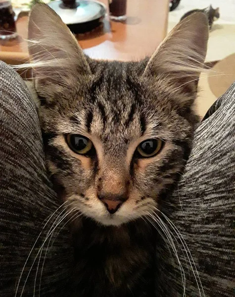 Güzel Gözlü Kedi — Stok fotoğraf