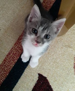 Küçük güzel kedi, kameraya bak.