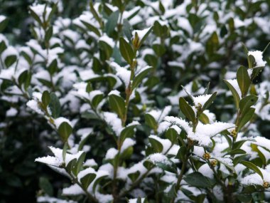 Karla kaplı yeşil yapraklı Bush. Kışın karla kaplı yapraklar. Yeşil ve beyaz arkaplan.