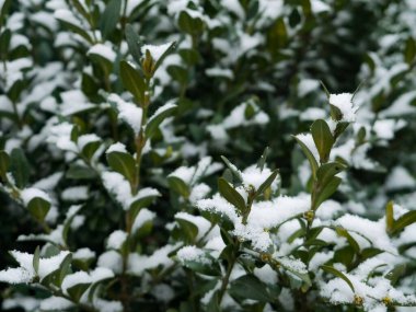 Karla kaplı yeşil yapraklı Bush. Kışın karla kaplı yapraklar. Yeşil ve beyaz arkaplan.
