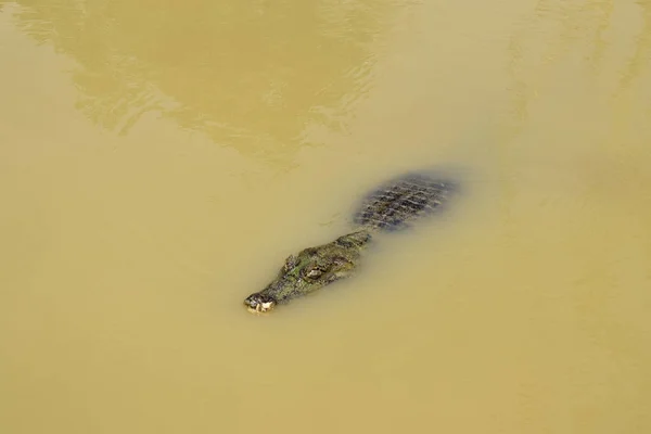 Crocodile in the Peruvian jungle watching over the water