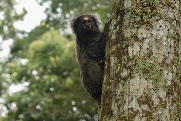 Mono curioso en el árbol de la selva —  Fotos de Stock