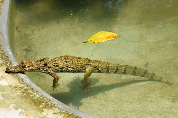 Crocodile in the Peruvian jungle watching over the water