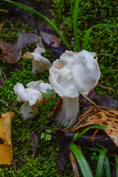 Beautiful white mushroom found in the field surrounded by yellow and green leaves — Stock Photo, Image