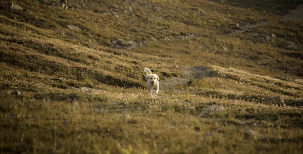 Doodle en el campo alpino — Foto de Stock