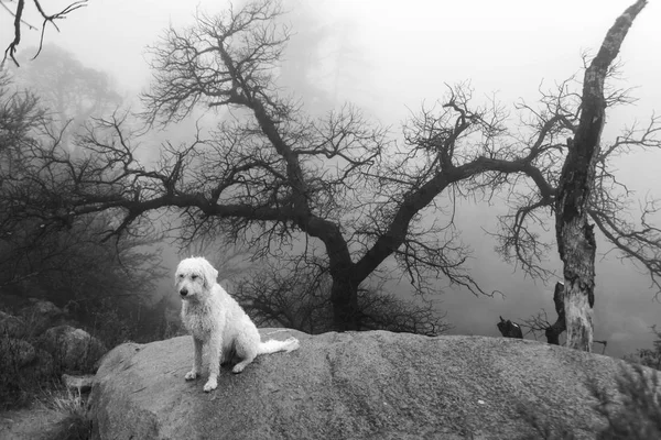 Nouveau brouillard montagneux mexicain — Photo