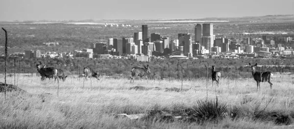Denver siluetinin üstünde doğa