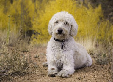 Koyun rock Trail üzerinde Labradoodle