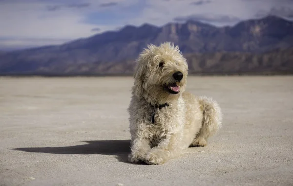 塩辛い干潟の犬 — ストック写真