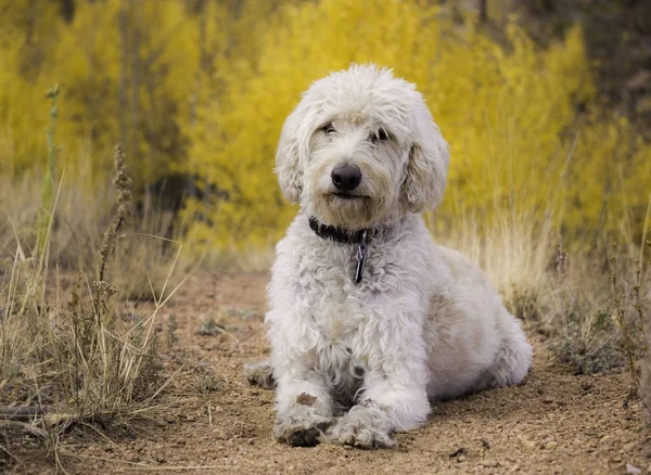 Labradoodle の羊ロックトレイル — ストック写真