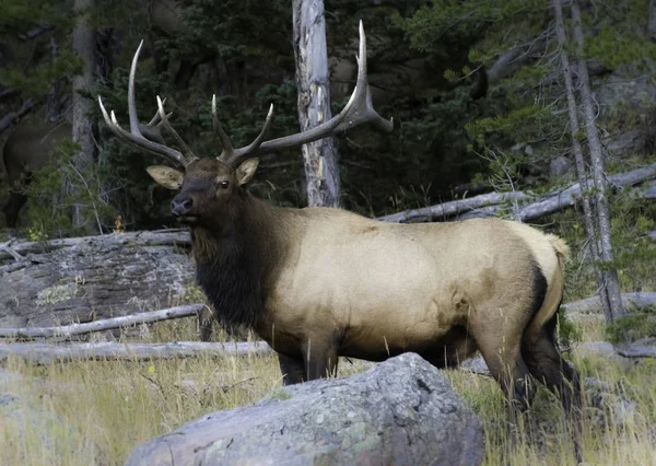 Bull Elk Guarding Cows — Stock Photo, Image