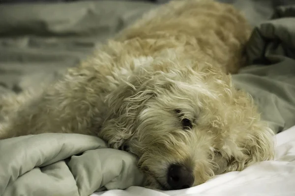 Yatakta uykulu Labradoodle