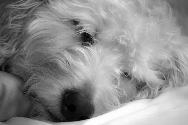 眠い Labradoodle 犬 ロイヤリティフリーのストック画像