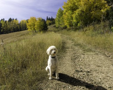 Labradoodle sarı bekliyor