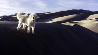 Büyük kum tepeleri 'nde Labradoodle Blues