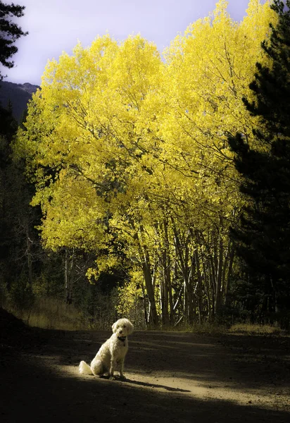 Traildog sur Autumn Road — Photo