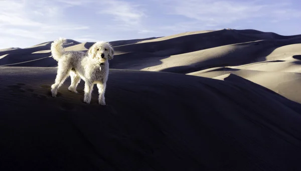 Blues aux dunes des Grands Sables — Photo