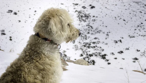 Profil im Schnee — Stockfoto