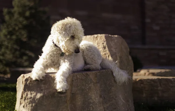 Relaxing at the University of Colorado Campus — Stock Photo, Image