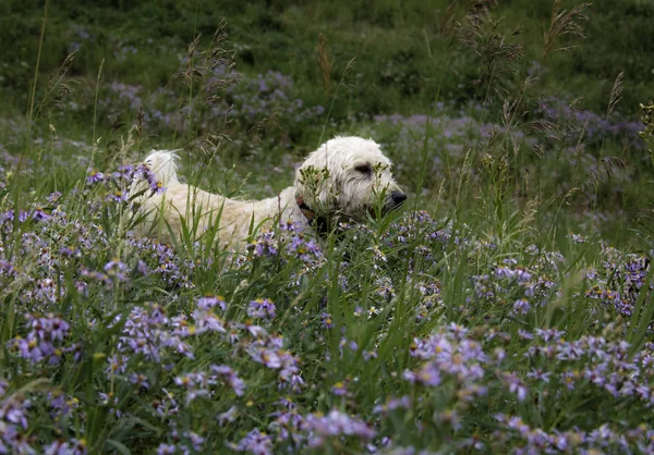 Se cacher dans la prairie pourpre — Photo