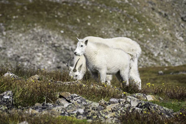 Mountain Goats on Quandary Peak #2 — Stock Photo, Image