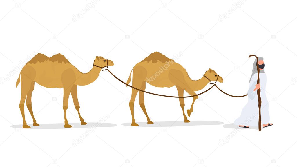 Camel caravan isolated on white background. A shepherd leads a camel. Vector.