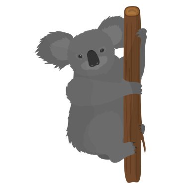 Koala bir ağaca tutunuyor. Koala beyaz bir arka planda izole edildi. Vektör illüstrasyonu.