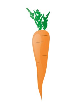 Vector carrots isolated on a white background.