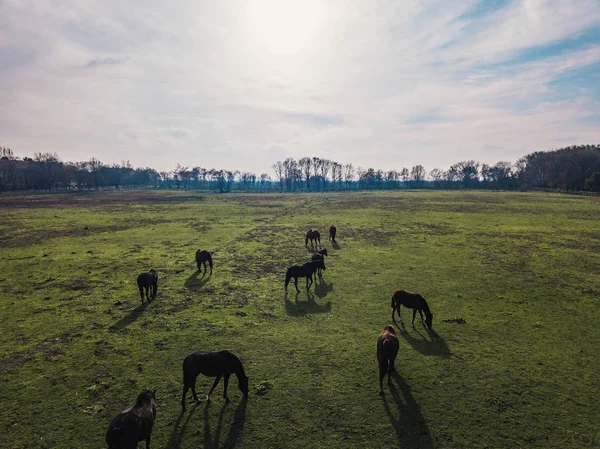 Коні Пасуться Фермі Однієї Осені Вдень — стокове фото
