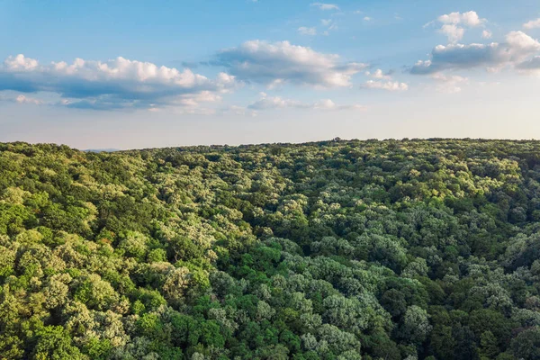 Luchtfoto Van Het Bos Herfst — Stockfoto