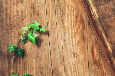 Kopya alanı ile ahşap yüzey arka plan yeşil liana