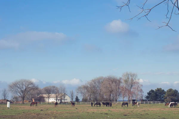 Besättningen Hästar Betar Gröna Gården — Stockfoto