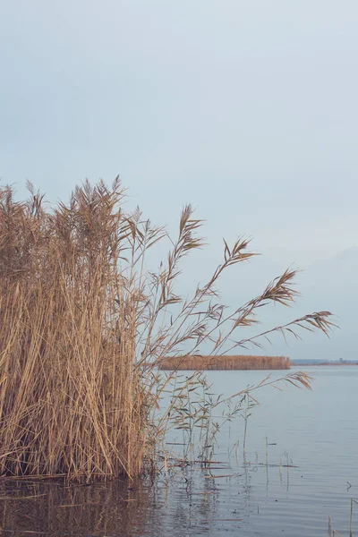 Paesaggio Carici Gialli Sul Lago — Foto Stock