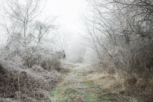 Path Frosted Forest Winter Time — 스톡 사진