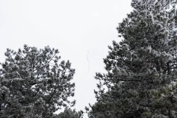 Hejno Čápů Létajících Nad Stromy Zimním Čase — Stock fotografie