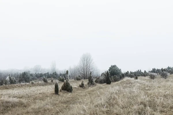 Landscape Frosted Field Woods Winter Time — 스톡 사진