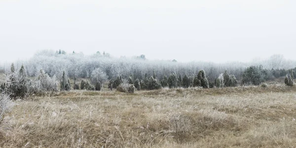 Landscape Frosted Field Woods Winter Time — 스톡 사진
