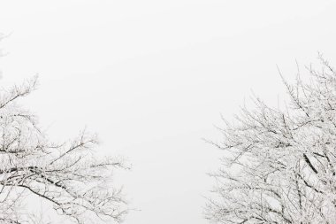 Kışın karla kaplı ağaçların tepesinde