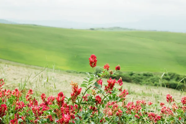 Piękne Czerwone Kwiaty Polu Czasie Wiosny — Zdjęcie stockowe