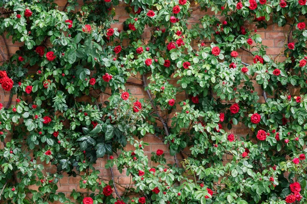 Ściana Róż Ogrodzie Okresie Wiosennym — Zdjęcie stockowe