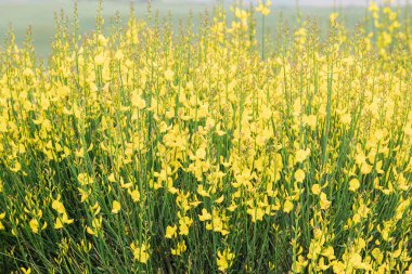 Tarlada yabani sarı çiçeklere yakın çekim