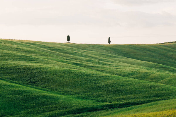 View of cypresses in countryside of Tuscany, Italy