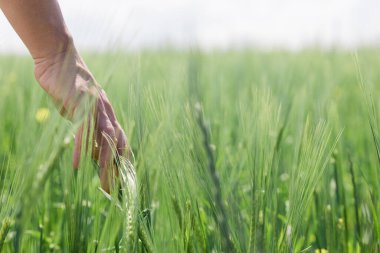Bir elin tarladaki uzun otlara değdiği yakın plan.