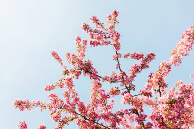 İlkbaharda açan güzel kiraz çiçekleri