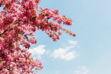 İlkbaharda açan güzel kiraz çiçekleri