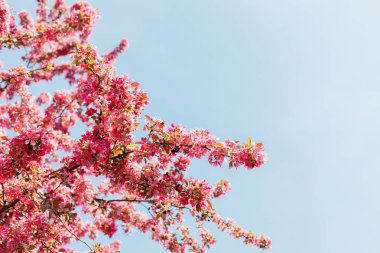 İlkbaharda açan güzel kiraz çiçekleri