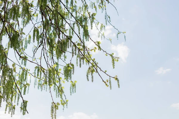 Baharda Yeşil Bir Ağacın Mavi Gökyüzünün Yakın Çekimi — Stok fotoğraf