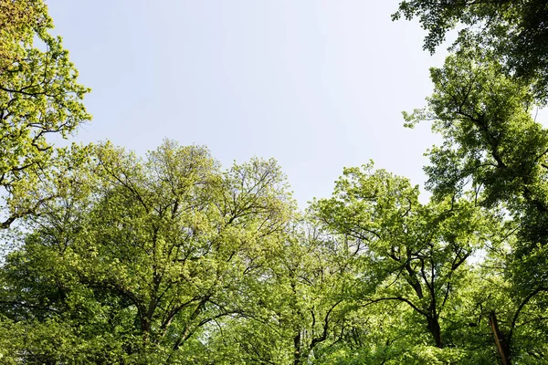 Lkbaharda Parkta Yemyeşil Ağaçlar — Stok fotoğraf